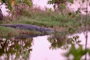 Everglades