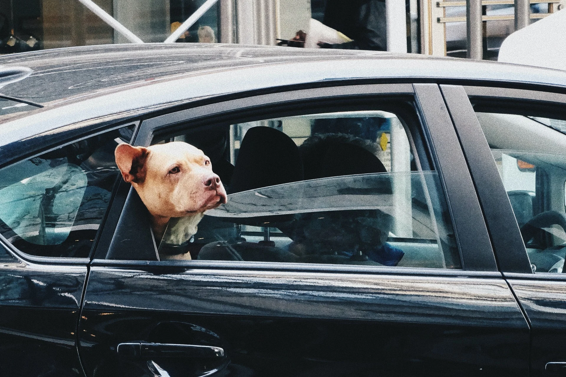 dog in the car window