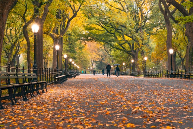 autumn in central park