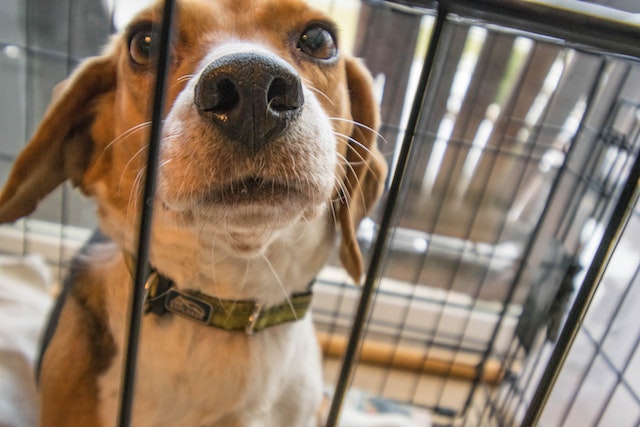 dog in a cage