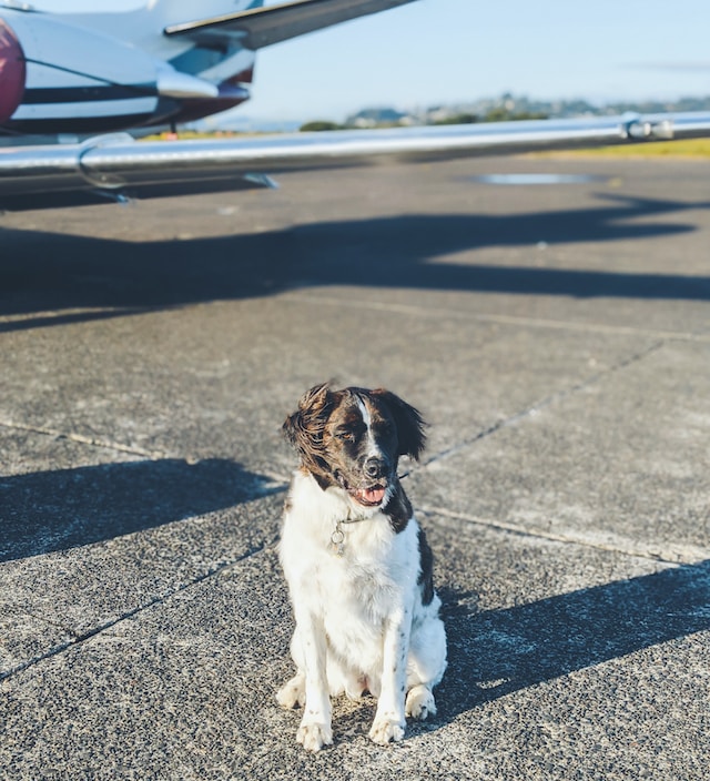 dog airport