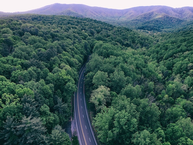 road in the forest